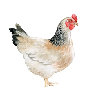 Beautiful chicken digital download, 5x7 just waiting to be printed and framed!