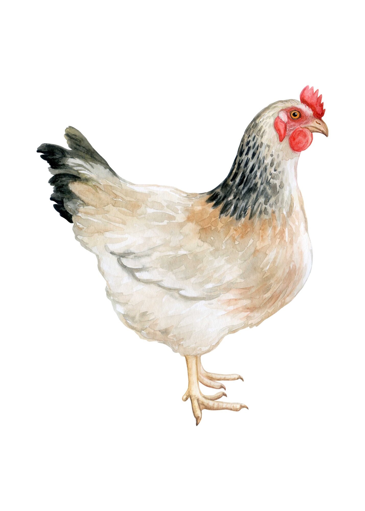 Beautiful Chicken Digital Download, 5x7 Just Waiting to Be Printed and ...