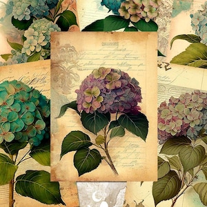 Könnte beinhalten: Satz von sechs Vintage-Style-Druckkarten mit Hortensienblüten in verschiedenen Blautönen, Rosa- und Lilatönen. Die Karten haben einen verwitterten Hintergrund mit handschriftlichem Text.