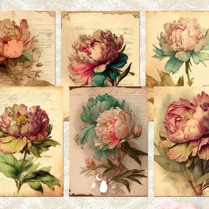 May include: Six vintage illustrations of pink and white peonies on a background of old, faded paper with handwritten text.