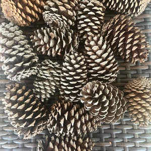 Peut inclure: Un ensemble de pommes de pin brunes avec des écailles texturées. Les pommes de pin sont disposées sur une surface tissée brun foncé, créant une esthétique naturelle et rustique. Les cônes varient en taille et en forme.