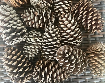 18 medium size pine cones.
