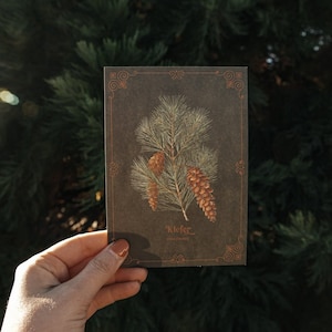 Carte postale forêt de pins mystique