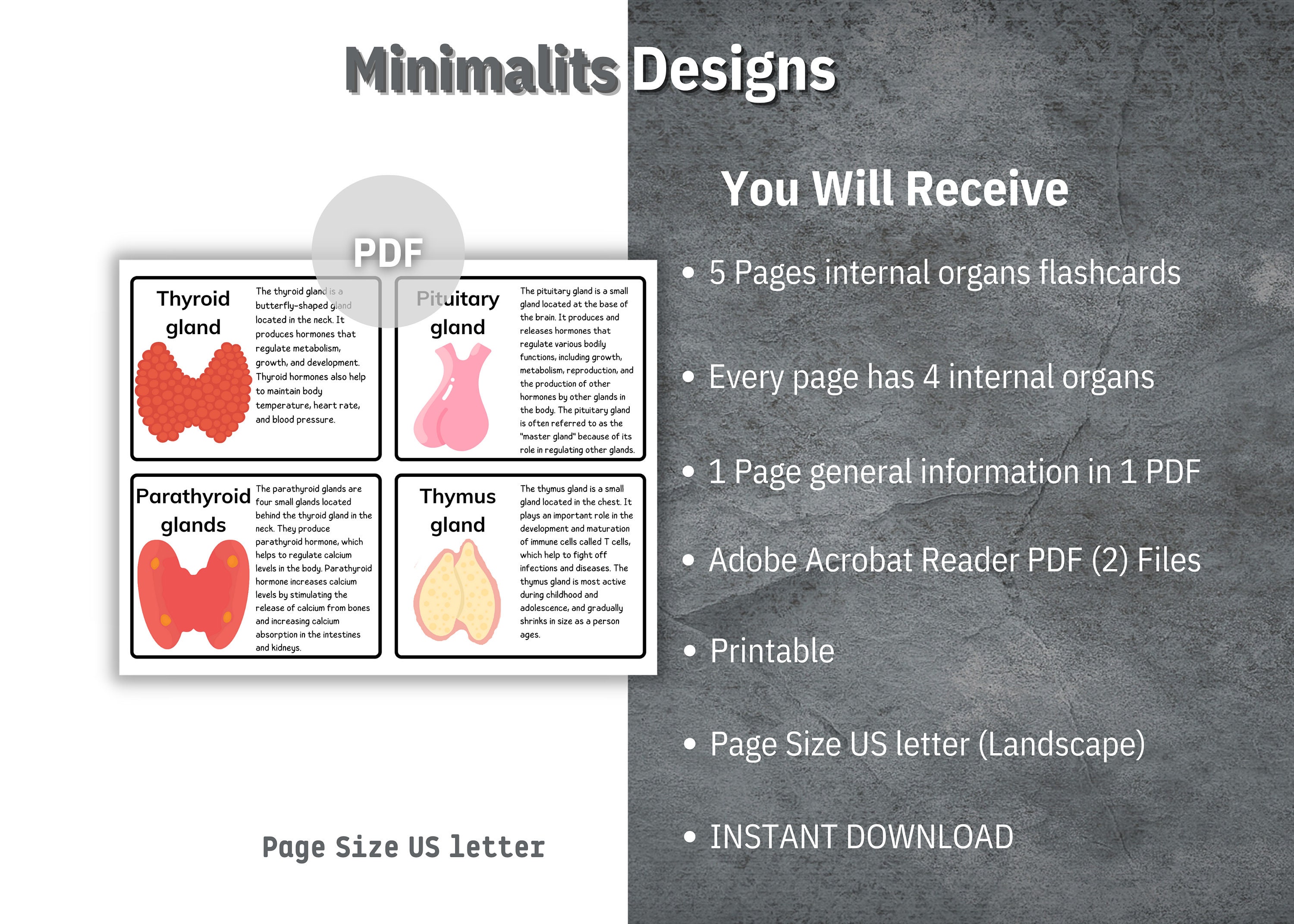 Internal Organs Flash Cards, Printable Human Organs Cards, Preschool ...