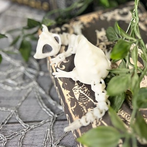 Articulating Bone Rat