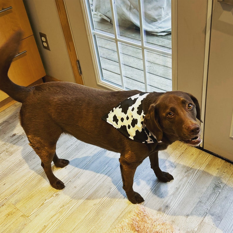 Cow Print Rustic Western Style Dog Bandana Scrunchie Back - Etsy