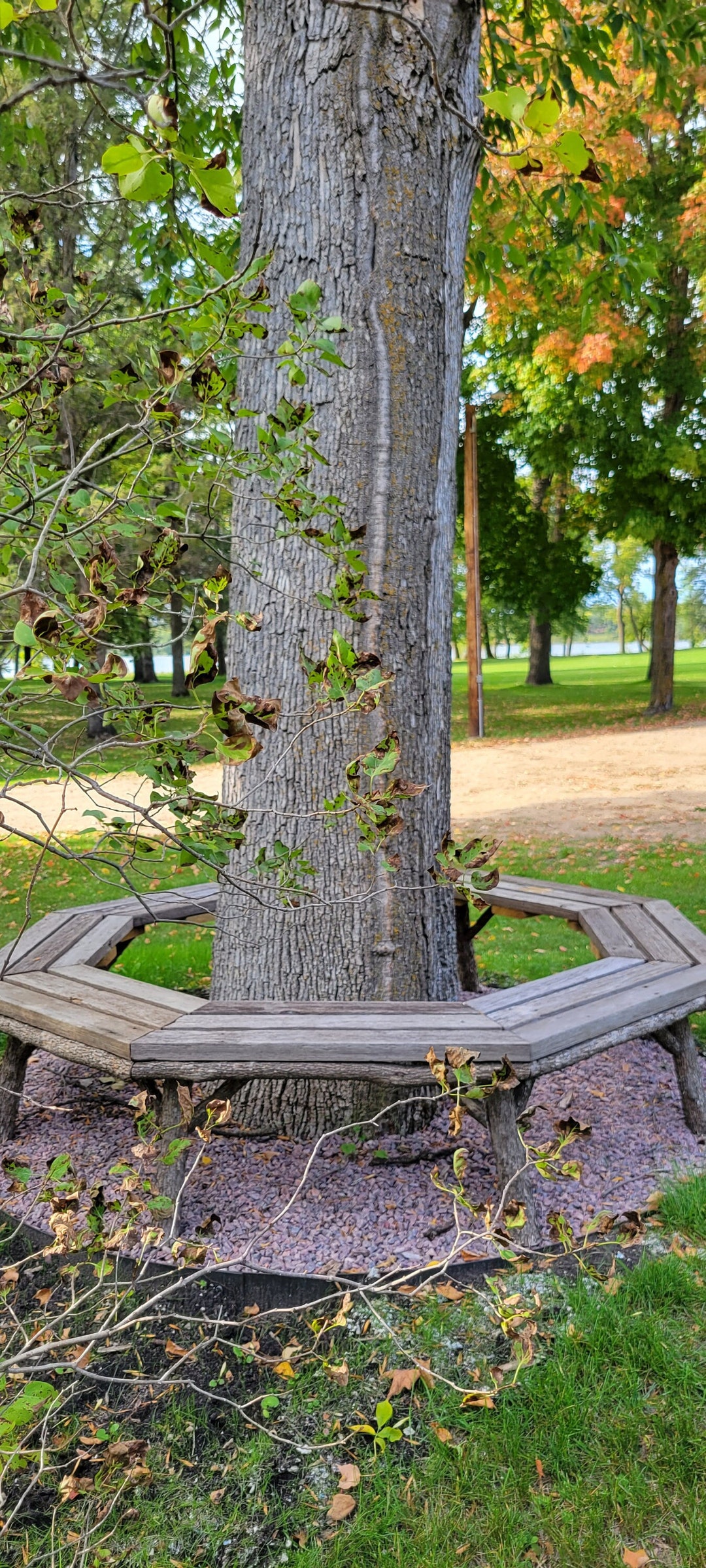Wrap Around Tree Bench Handmade Wooden Garden Furniture. Free Etsy