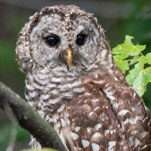 Barred Owl op de Alligator River