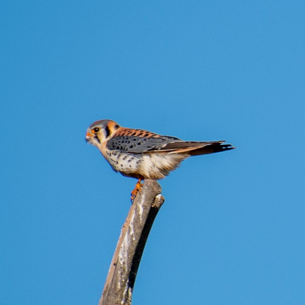 American Kestrel