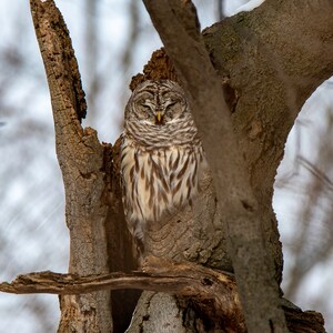 Barred Owl