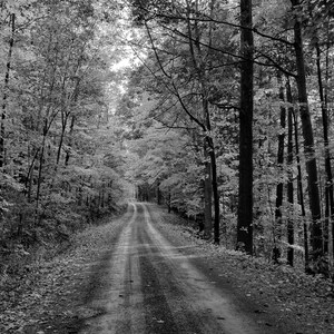 Autumn Road (Black and White)