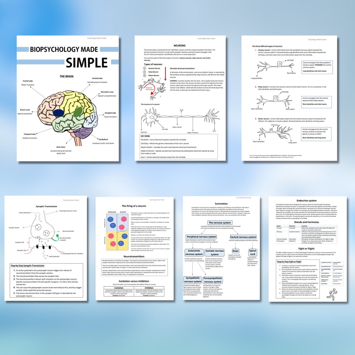 AQA A-level Biopsychology Revision Notes | Psychology Tutor (digital ...