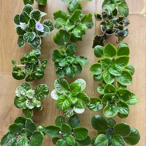 Conjunto de 5 violetas, as da foto estão à venda.