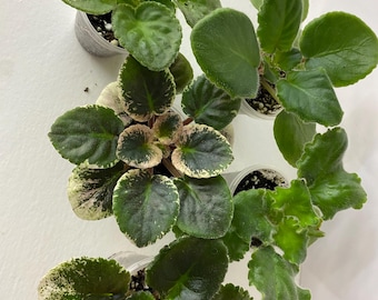 Juego de 5 violetas, las que aparecen en la foto están a la venta.