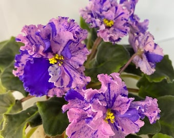 You can buy 15 varieties of leaves, of your choice, I sell leaves freshly cut. You can choose by name, you can also choose by photo.