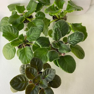 Puede incluir: Vista aérea de varias plantas de violeta africana en macetas pequeñas y transparentes. Las plantas tienen hojas grandes, de color verde oscuro y textura aterciopelada. Las hojas están dispuestas en forma de roseta, con algunas plantas que muestran un tono más oscuro, casi púrpura.