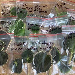 Può includere: Una collezione di foglie di violetta africana in piccoli sacchetti di plastica trasparente. Ogni sacchetto è etichettato con testo scritto a mano, inclusi nomi come "Ideal'nyy Shtorm" e "Cajun's Rose Anyone". Le foglie variano per dimensioni e colore.