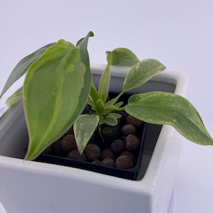 Philodendron Variegated Longilobatum * Exact Plant