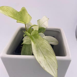 Philodendron Florida Ghost * Exact Plant *