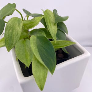 Philodendron Variegated Longilobatum * Exact Plant