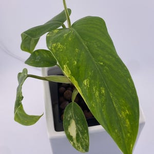 Philodendron Domesticum Varietgated * Exact Plant