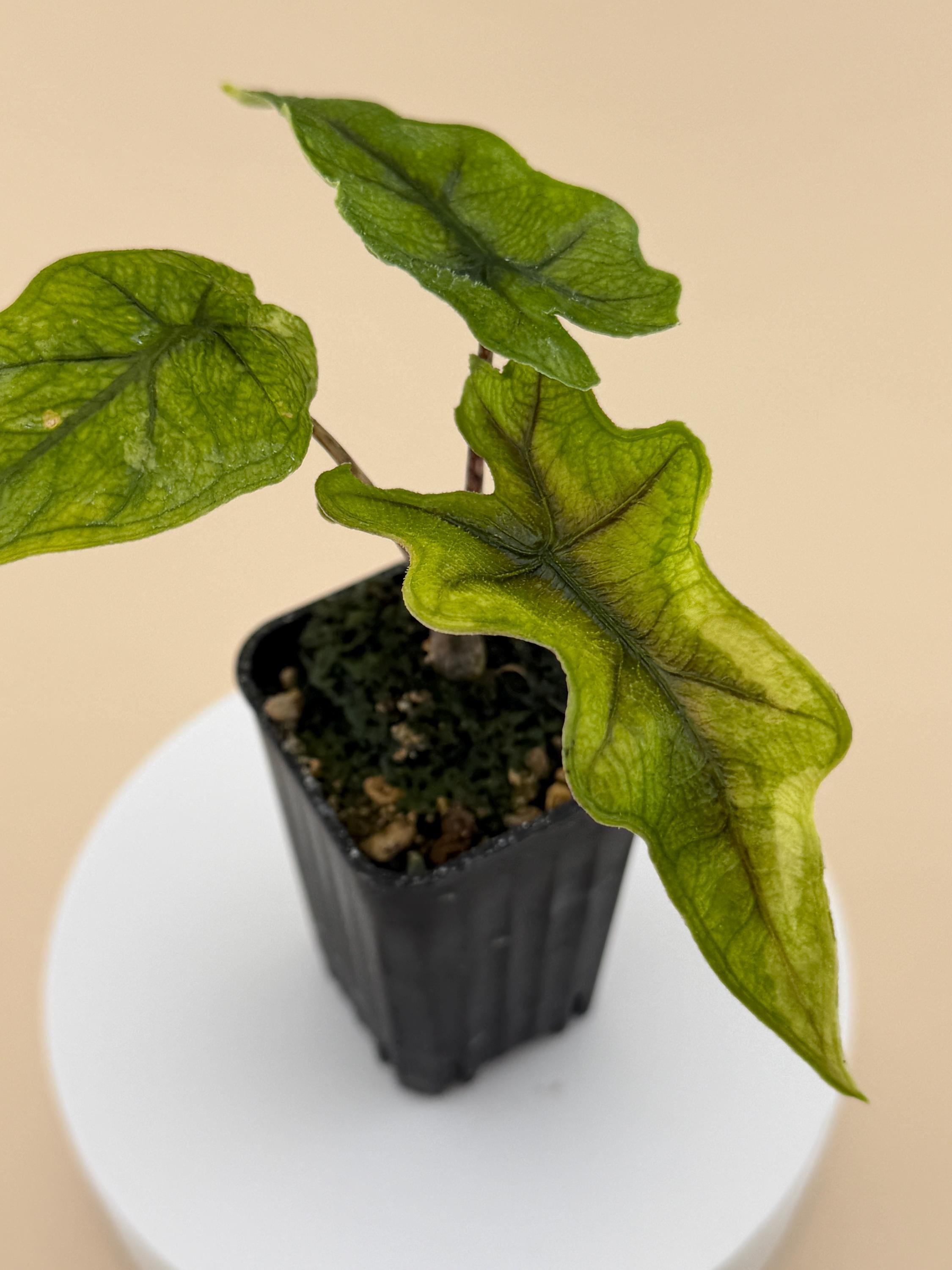 Alocasia Aurea Variegated - Etsy