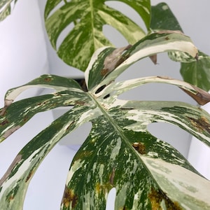 High Variegation Monstera Albo *Exact  Plant*
