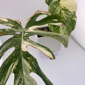 High Variegation Monstera Albo *Exact  Plant*