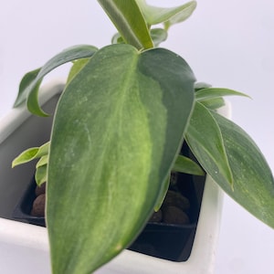 Philodendron Variegated Longilobatum * Exact Plant