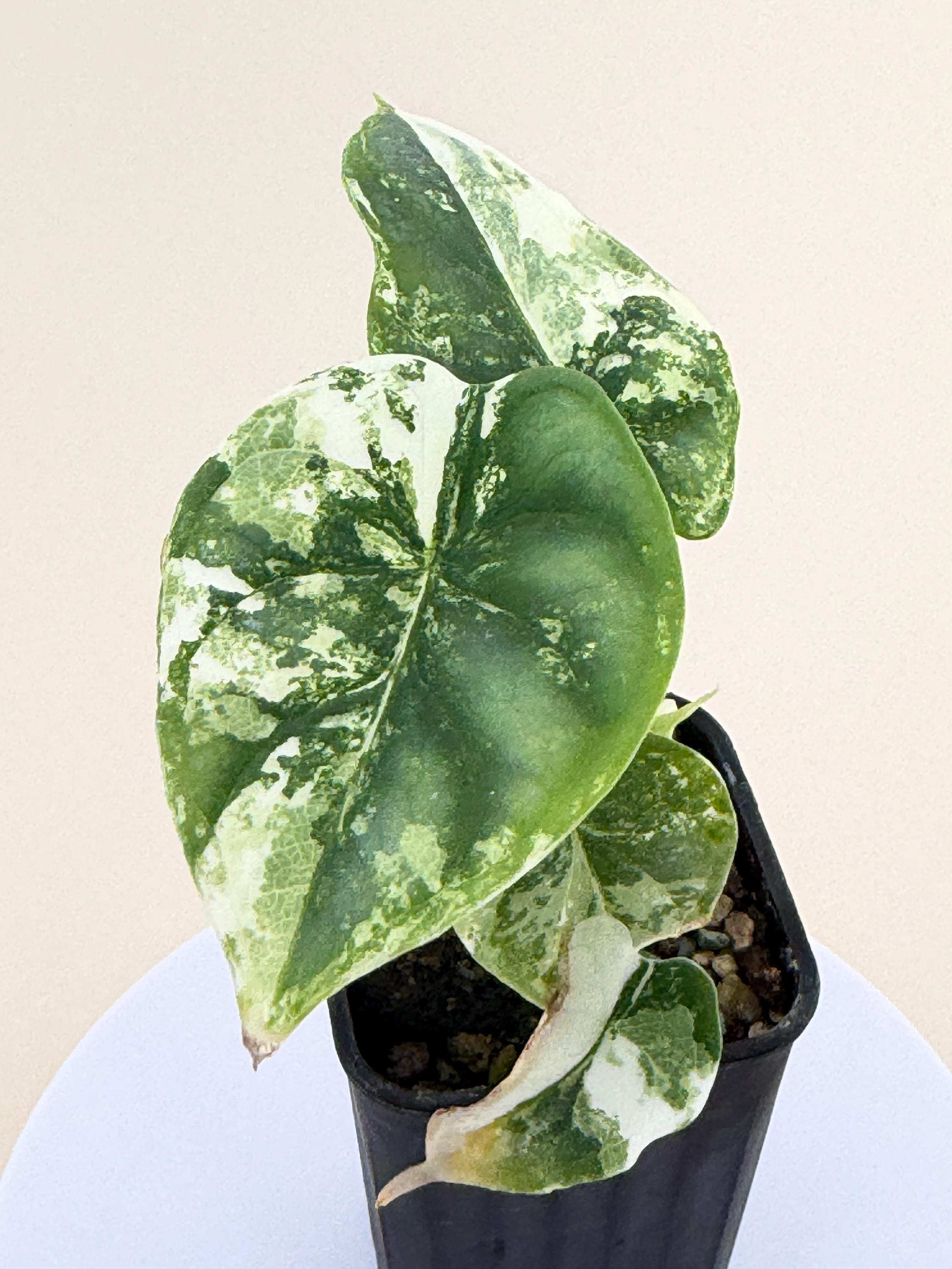 Alocasia Dragon Scale Variegated - Etsy