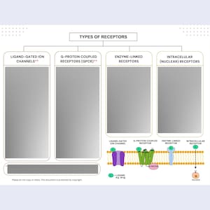 Pu&ograve; includere: Un diagramma scientifico intitolato TYPES OF RECEPTORS con quattro categorie: LIGAND-GATED ION CHANNELS, G-PROTEIN COUPLED RECEPTORS, ENZYME-LINKED RECEPTORS e INTRACELLULAR RECEPTORS. Sotto sono presenti illustrazioni di questi recettori in una membrana cellulare.