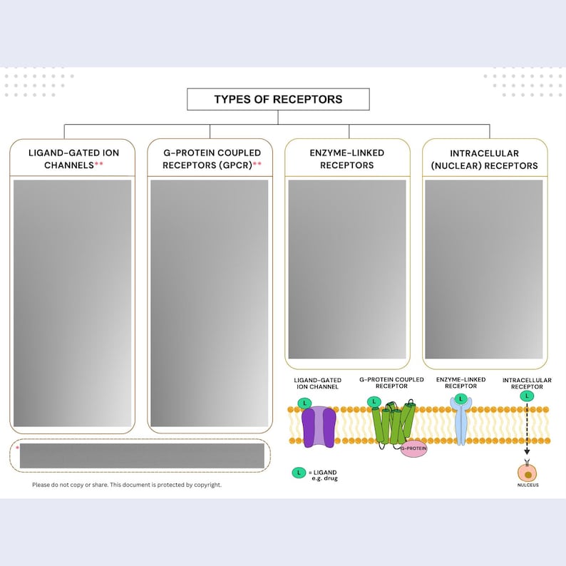Pu&ograve; includere: Un diagramma scientifico intitolato TYPES OF RECEPTORS con quattro categorie: LIGAND-GATED ION CHANNELS, G-PROTEIN COUPLED RECEPTORS, ENZYME-LINKED RECEPTORS e INTRACELLULAR RECEPTORS. Sotto sono presenti illustrazioni di questi recettori in una membrana cellulare.