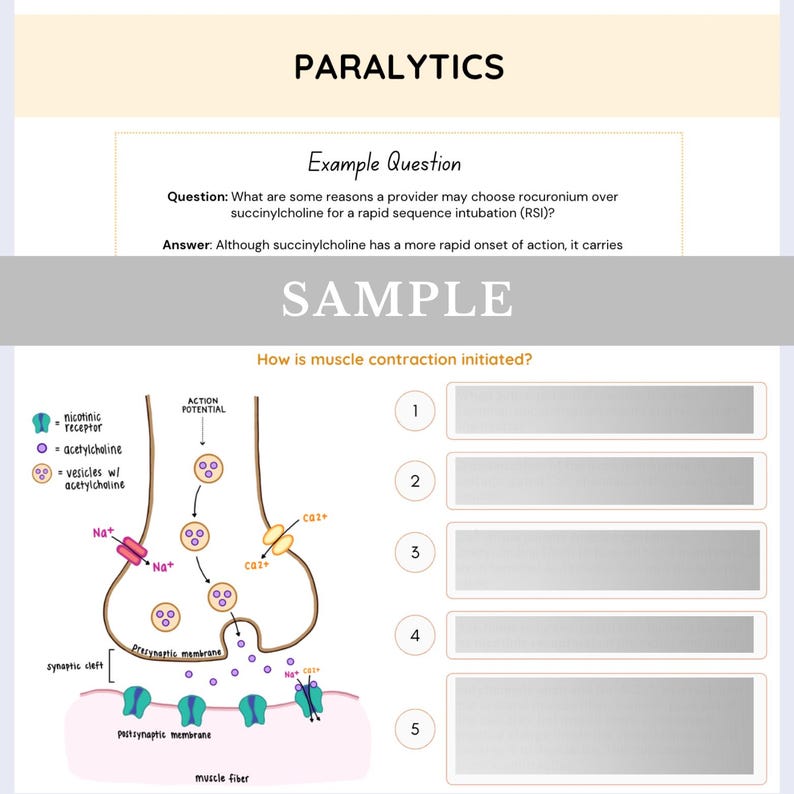 Pu&ograve; includere: Una scheda di studio educativa intitolata PARALYTICS che presenta una domanda di esempio su rocuronio e succinilcolina, seguita da un diagramma che illustra l'inizio della contrazione muscolare con recettori, vescicole e ioni etichettati.