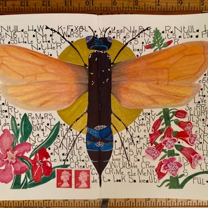 Tarantula Hawk
