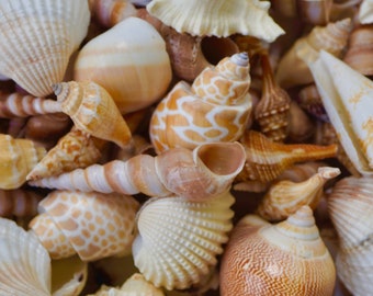 Natural Seashells, Natural Sea Shells, Natural Shells, Craft Seashells,  Seashells for Crafts, Shells for Art, Bulk Seashells, Bulk Shells 