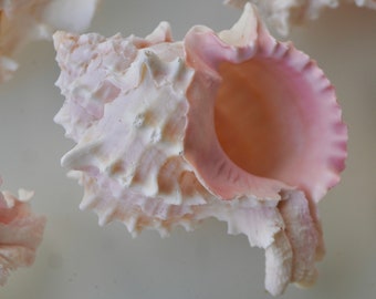 FLORIDA RARE LARGE Murex Conch Spiky White Pink Real Ocean Shells Natural Beach Seashells Home Decor Candle Art Craft Sea Decoration