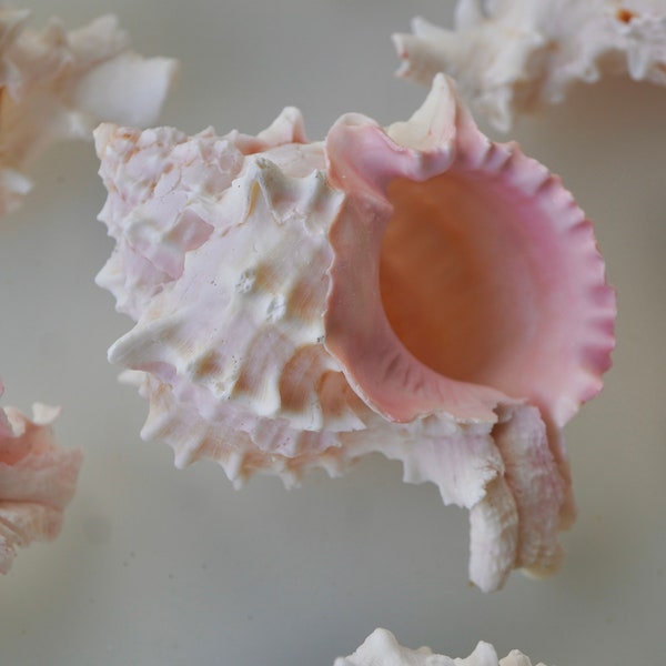 FLORIDA RARE LARGE Murex Conch Spiky White Pink Real Ocean Shells Natural Beach Seashells Home Decor Candle Art Craft Sea Decoration