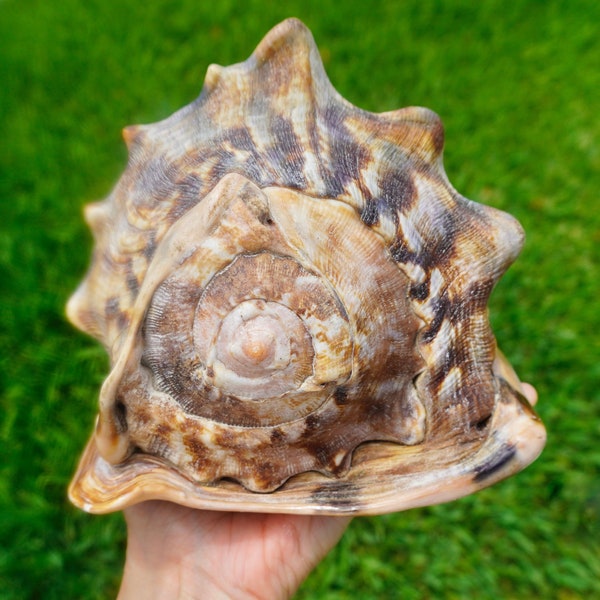 EXQUISITE RARE GIANT Conch Seashell Large "One Of A Kind" Sea Snail Specimen Ocean Home Decor Beach House Decoration Special Collection Gift