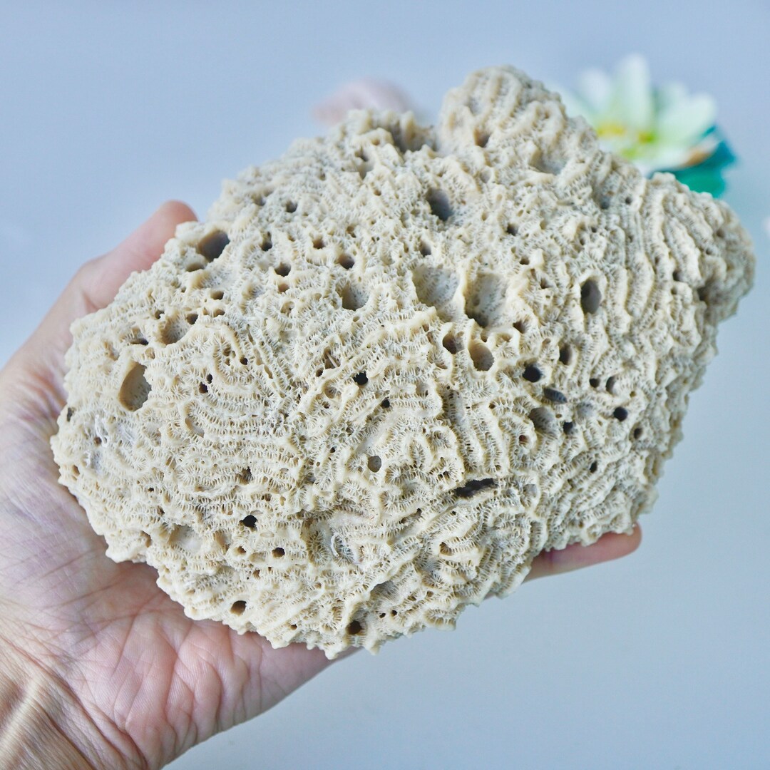 FLORIDA RARE LARGE Brain Coral Rock Real Sculpted Ocean Reef Etsy