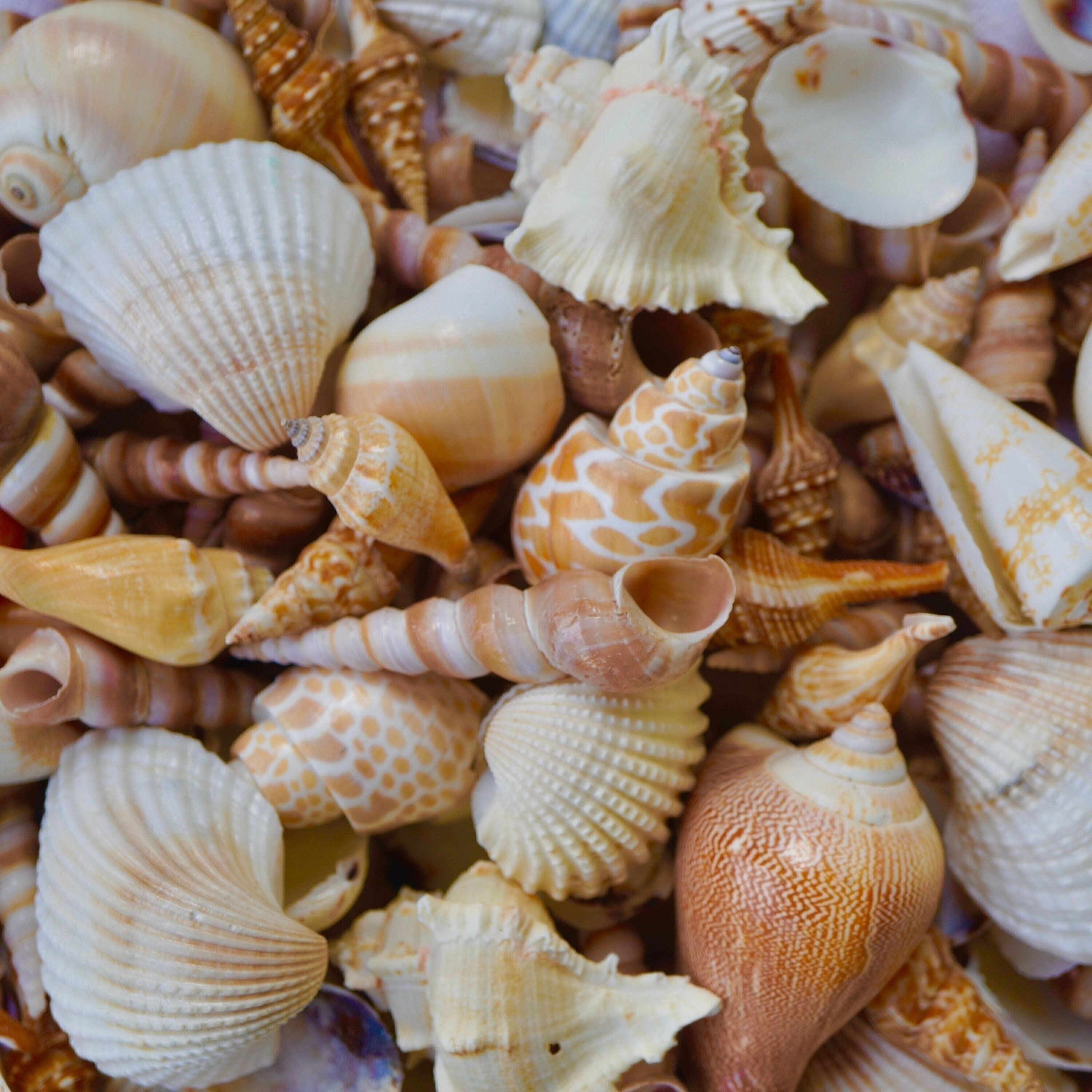Natural Seashell Embellishments | Mini Sea Shells for Nautical Decoration |  Filling Materials for Resin Crafts (40-80pcs / 4mm to 25mm)