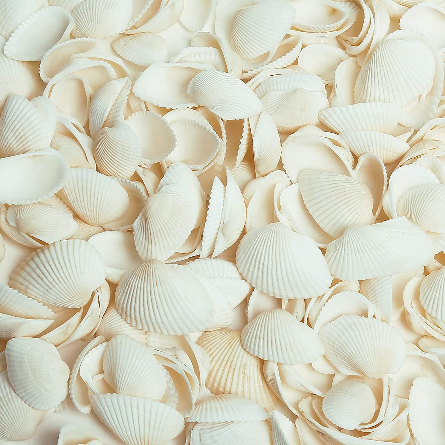 Bulk Natural White Small Seashell Clam Super Shells Assortment for DIY Craft Beach Decor