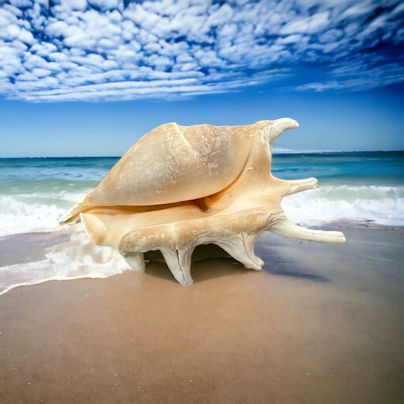 FLORIDA RARA GRANDE Conchiglia spinosa Ragno appuntito bianco marrone  Conchiglie reali dell'oceano Conchiglie da spiaggia naturali Decorazioni  per la casa Candela Arte Artigianato Decorazione del mare -  Italia