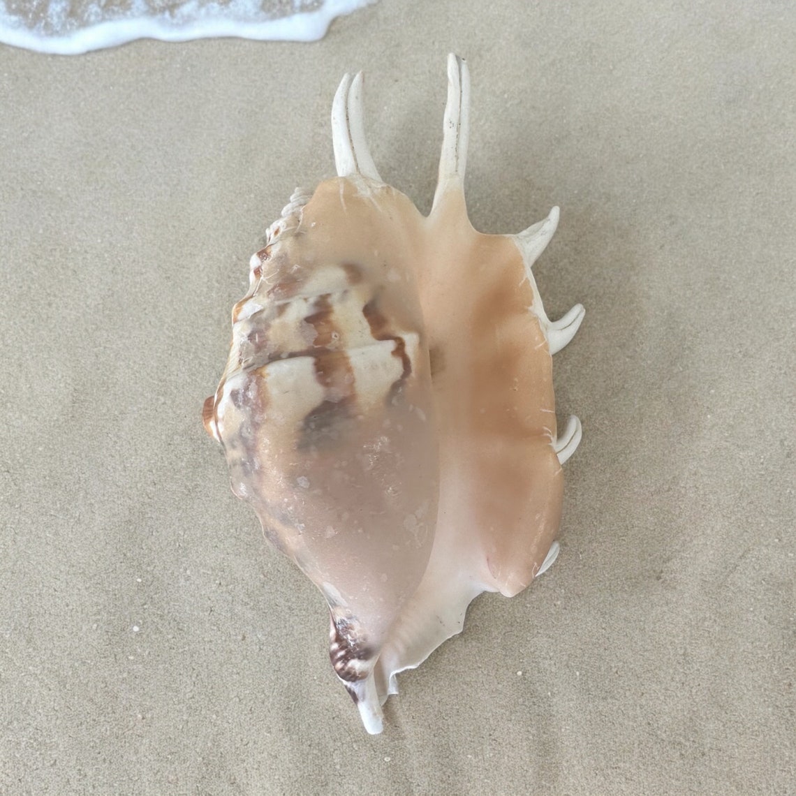 RARE CONCH SEASHELL Spiky Brown White Pattern Ocean Natural Sea Shells ...