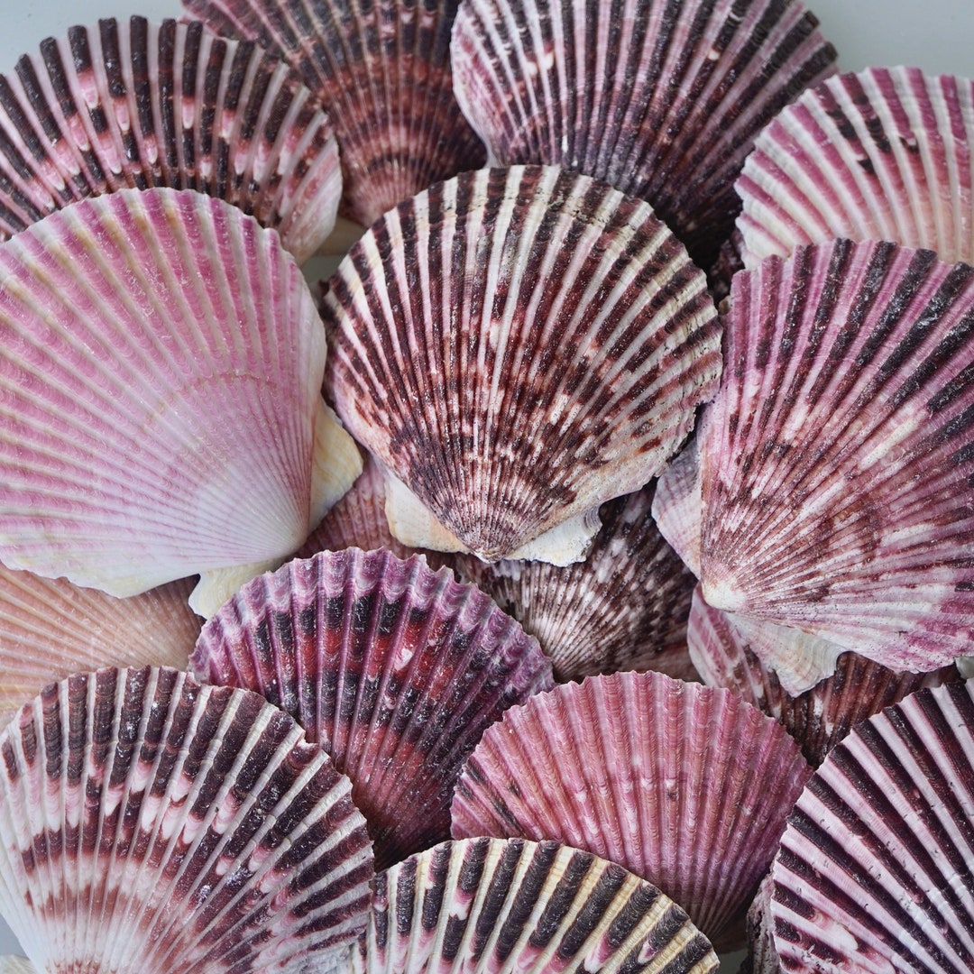 FLORIDA RARE LARGE Scallop Shells Real Natural Seashells Beach Home Decor Tropical Art Craft Big