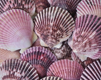 FLORIDA RARE LARGE Scallop Shells Real Natural Seashells Beach Home Decor Tropical Art Craft Big Restaurant Baking Shells Seafood Decoration