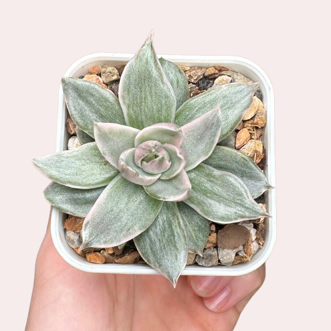 Variegated Echeveria Rubella - Etsy