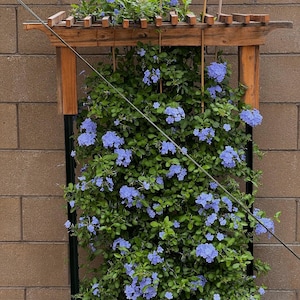 Organic probiotic fertilizer / soil conditioner Purple Non-Sulfer Bacteria (PNSB) image 10