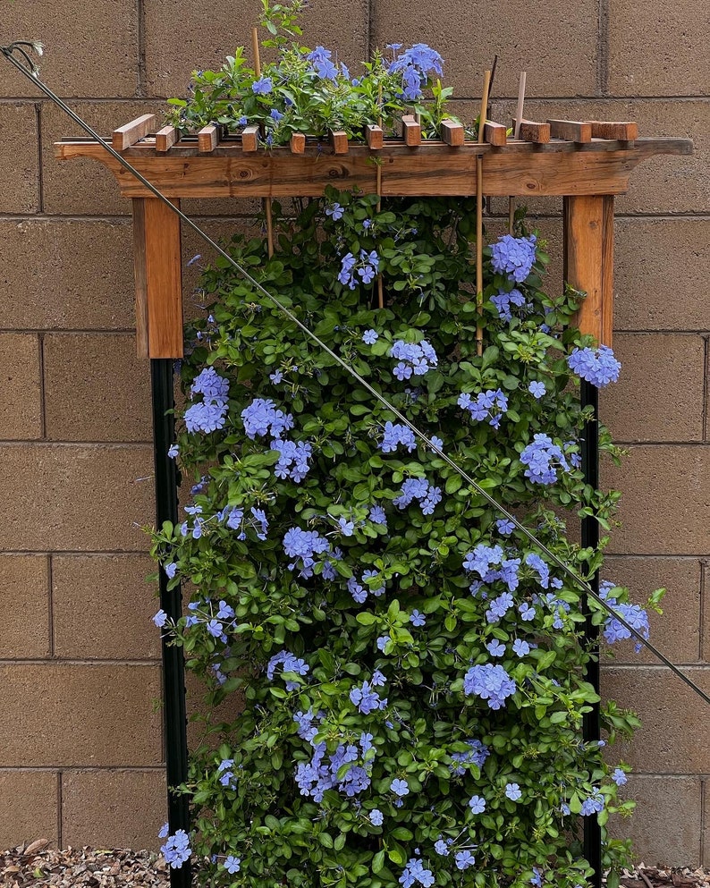 Organic probiotic fertilizer / soil conditioner Purple Non-Sulfer Bacteria (PNSB) image 10