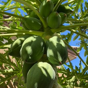 Organic probiotic fertilizer / soil conditioner Purple Non-Sulfer Bacteria (PNSB) image 7