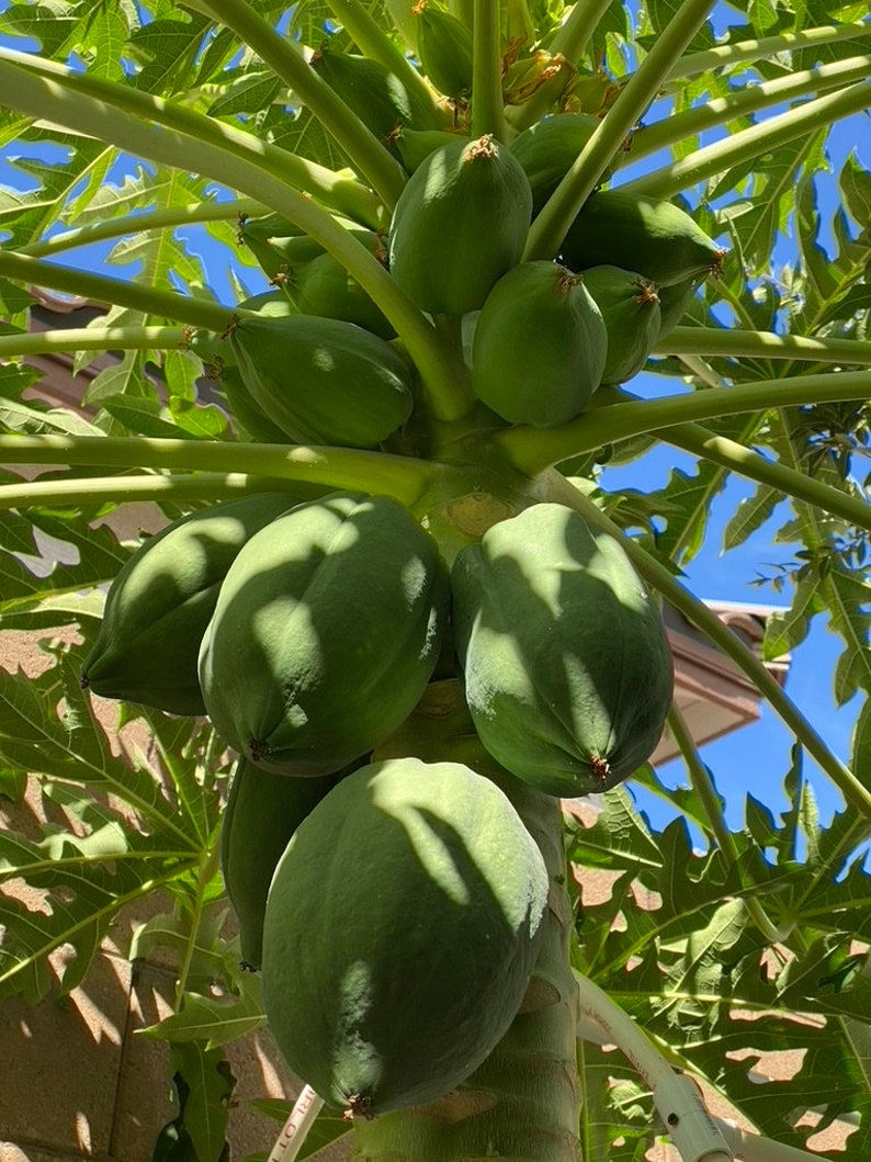 Organic probiotic fertilizer / soil conditioner Purple Non-Sulfer Bacteria (PNSB) image 7